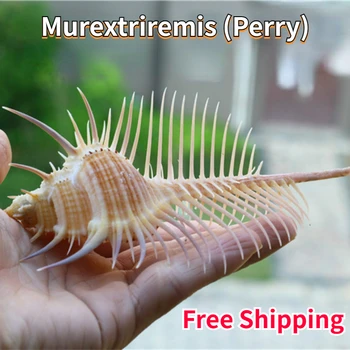 Murextriremis (Perry) Doğal Kabuklu Kabukları Mercan Cadı Örnekleri Kabuklu Süslemeleri Koleksiyonu Hediyeler Ücretsiz Kargo Okyanus Dekor