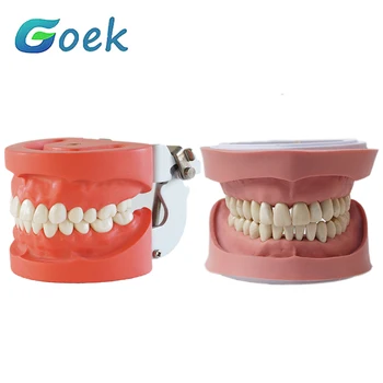 Diş model beyin Standart/Çocuk/K/BF/SF / 200H Tam Protez 24/28 adet Diş Hekimliği Aksesuarları Ortodonti Yanlış Diş Modelleme